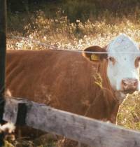 Dinamarca propone un impuesto a los pedos de las vacas