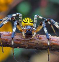 Nueva York va a llenarse de arañas gigantescas
